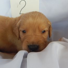 Golden Retriever and Toy Australian Shepherd Puppies from Triple-s-kennel