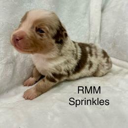 Boy 1 - Red merle male Miniature Australian Shepherd puppy in Roseville, California from Golden State Mini Aussies