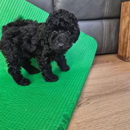 Beemer - male Poodle puppy in Corona, California from Poodle house CA