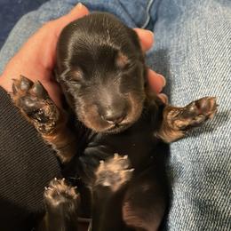 Dachshund Puppies from Devoted Doxies - DLL