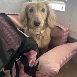 Ottis - Dachshund