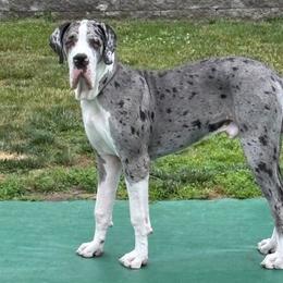 Niko - Mantle merle male Great Dane puppy in Northeastern, Pennsylvania from Bluestone Valley Great Danes