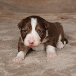 Duran - AKC Reg - Red male Border Collie puppy in Courtland, Alabama from C Bar C Ranch Border Collies