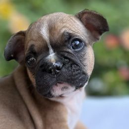French Bulldog Puppies from DeWitt Frenchies