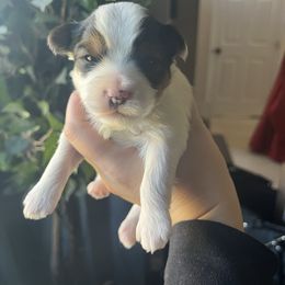 Teddy P. - Parti male Yorkshire Terrier puppy in Beavercreek, Ohio from The Yorkie Den, LLC