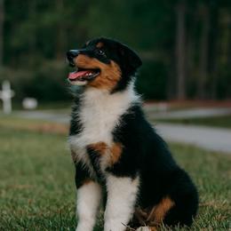 Lexington(Lexi) - Black tri-color female Australian Shepherd puppy in Aberdeen, North Carolina from Huckleberry Hill Aussies LLC.
