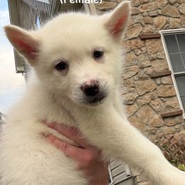 Surge - White female Alaskan Malamute puppy in Easton, Maryland from Stars Howl-O Kennels by FurEver Friends Inc