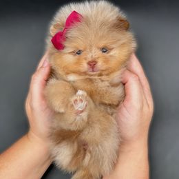 Yin - Chocolate merle female Pomeranian puppy in Menifee, California from Petite Poms Of CA