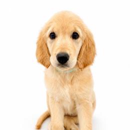 Jasmine - Golden female Golden Retriever puppy in Chicago, Illinois from Urbane Retrievers