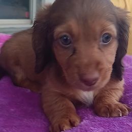 Dachshund Puppies from Nikas Baby Beanz LH Dachshunds