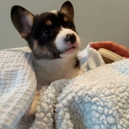 Pembroke Welsh Corgi Puppies from Patrick's Pembroke Welsh Corgis