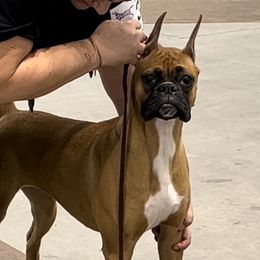 Boxer All Grown Up from Good Breeders