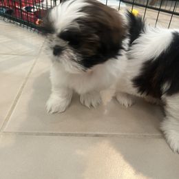 Shih Tzu Puppies from Ashley Haynes