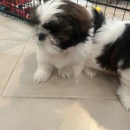 Shih Tzu Puppies from Ashley Haynes