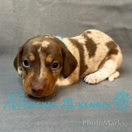 Blue - Chocolate and tan male Dachshund puppy in George West, Texas from Rockin M Kennel