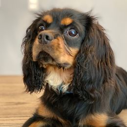 Duke - Cavalier King Charles Spaniel