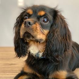 Duke - Cavalier King Charles Spaniel