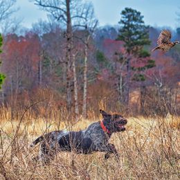 Wirehaired Pointing Griffon Puppies from Saint Barbara's Wirehaired Pointing Griffons