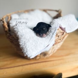 Sailor - Black & tan male Maltipoo puppy in Huntsville, Texas from Nelson Creek Farms