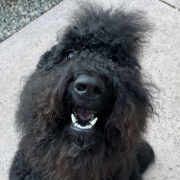 Winnie - Labradoodle