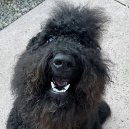 Winnie - Labradoodle