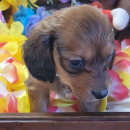 Atlas (AKC and CKC registration included) - Sable male Dachshund puppy in Terlton, Oklahoma from CLARK'S BREEDING PROGRAM