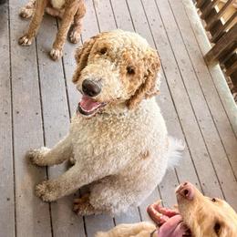 Boodie - Parti male Labradoodle puppy in Pollock Pines, California from Goindoodles