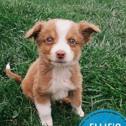 Boy 5 - male Miniature Australian Shepherd puppy in Kettle Falls, Washington from Ellie's Miniature Australian Shepherds