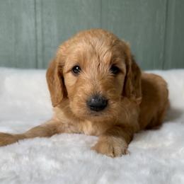 Elmer - Apricot male Goldendoodle puppy in Osage City, Kansas from Golden Ridge Goldens