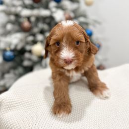 Charlie Brown - Caramel red male Australian Labradoodle puppy in Palmdale, California from Pixie Doodle Paws