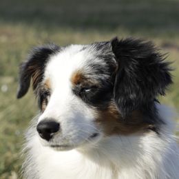 Tuck - Miniature American Shepherd