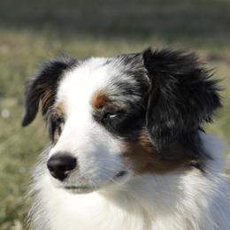 Tuck - Miniature American Shepherd