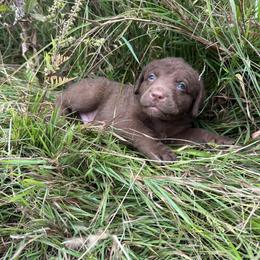 Chesapeake Bay Retriever Puppies from GemiLamb Gun Dogs