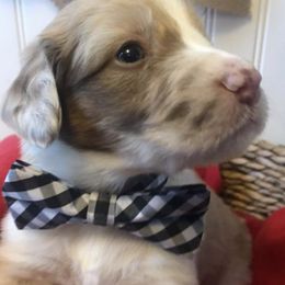 Australian Shepherds from Stedelin Farm