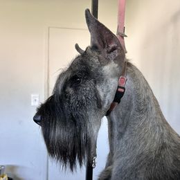 Spirit - Giant Schnauzer