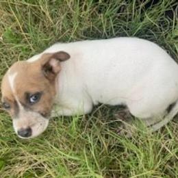 Girl 2 - Chocolate and white female Chihuahua puppy in Aynor, South Carolina from Aynor Chihuahuas