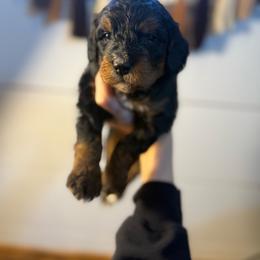 Bella - Tri-color female Bernedoodle puppy in Bellevue, Iowa from Blended Acres & Kennels