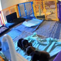 Doberman Pinscher Puppies from Aaliyah’s Dobies