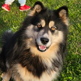 Zeeo - Siberian Husky