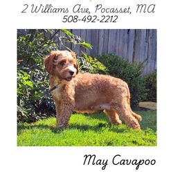 Cavapoo mom - Cavapoo