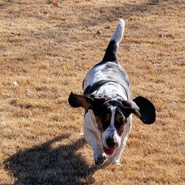 Basset Hounds from High Desert Hounds UT