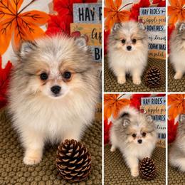 AKC Finn - Teddy Bear - Cream parti male Pomeranian puppy in Byron, Georgia from Tracys Pom Palace