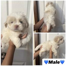 Boy 1 - Cream and white male Shih Tzu puppy in Seguin, Texas from Dolled Up Shih Tzus