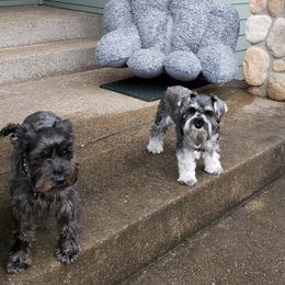 Miniature Schnauzer Puppies from Krystle's Miniature Schnauzers
