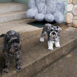 Miniature Schnauzer Puppies from Krystle's Miniature Schnauzers