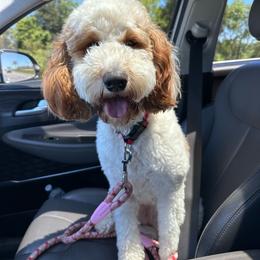 Halo - Goldendoodle