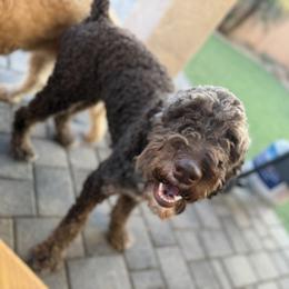 Hazel - Poodle