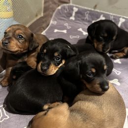 Dachshund Puppies from Little Weiner Ranch