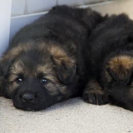 German Shepherd Puppies from Journey's German Shepherds (Kennel Vom Himmel)