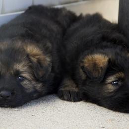 German Shepherd Puppies from Journey's German Shepherds (Kennel Vom Himmel)